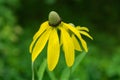 Yellow Coneflower Ã¢â¬â Ratihida pinnata Royalty Free Stock Photo